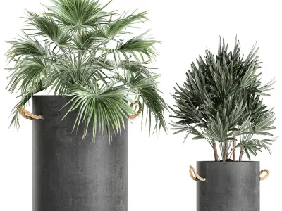 Plants in pots of concrete for the interior 601 3D model