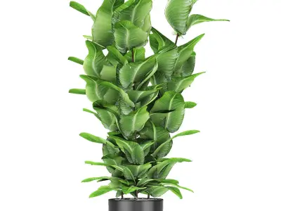Plant in Pot Flowerpot Exotic Plant 3D model purchase
