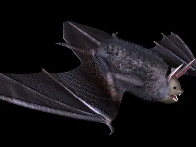 3D Bat model flying 3D model