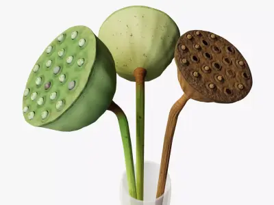 Lotus seed pods 3D model