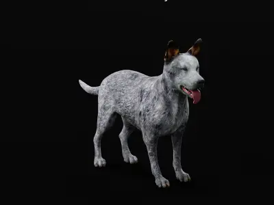 Australian Cattle Dog Breed Low-poly 3D model