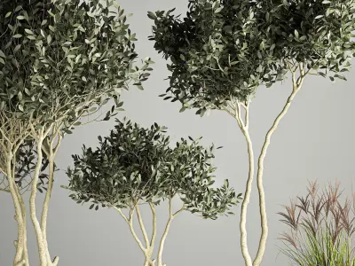 Ornamental Olive Trees In Concrete Pots 3D model
