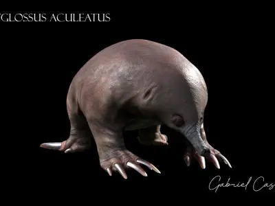 Tachyglossus aculeatus Static 3D model