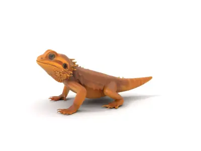 Golden Bearded Dragon model pack Low-poly 3D model