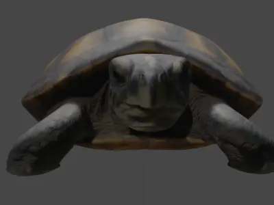 Realistic Turtle 3D Model 3D model
