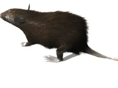RAT LOWPOLY Low-poly 3D model