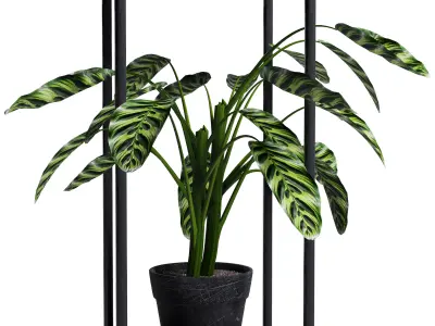 plant Collection 02 3D model