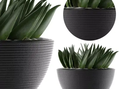 House Plant 23 3D model