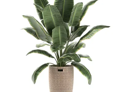 Decorative banana palms in a basket for the interior 590 3D model