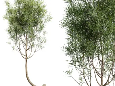 AV HousePlants Japandi Minimalism Ficus Dracaena Marginata15 3D model