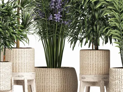 Plants Collection 213 3D model