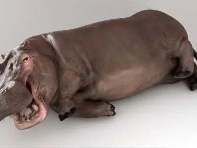 Hippopotamus Rigged 3D model