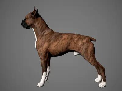 Boxer Real-Time Low-poly 3D model