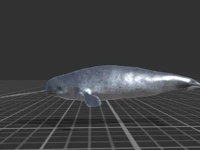 Narwhal Low-poly 3D model