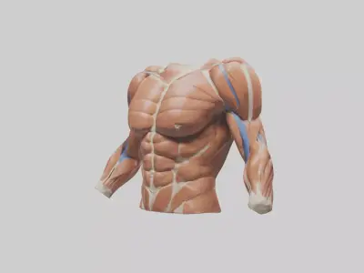 Human Deltoid Muscle Model 2 3D model