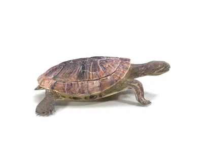 Turtle 3D model
