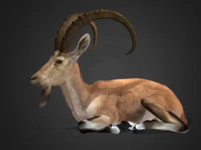 Nubian Ibex - Goat Animated 3D model