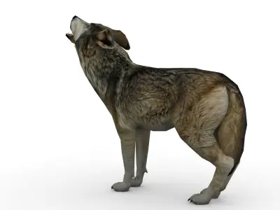 Timber Wolf Animated Low-poly 3D model