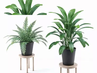 Plant collection 3 two potted plants 3D model