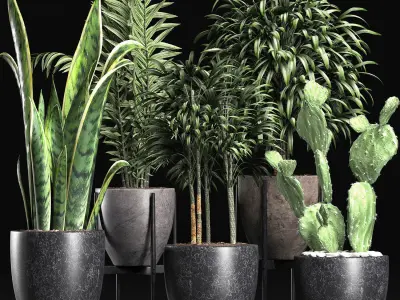 Plants Collection 211 3D model