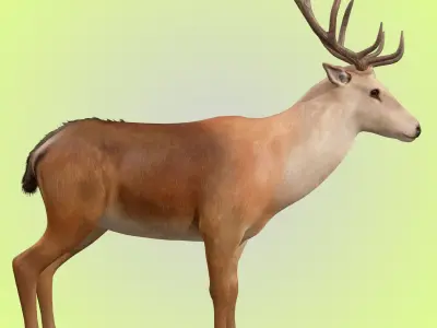 Deer Rig 3D model