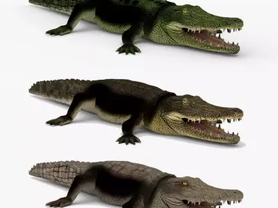 Low Poly Crocodiles Pack 3D Model 3D model