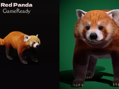 Red Pandas Mammal 3D model