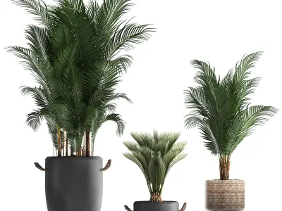 Collection of exotic palm trees in pots 422 3D model