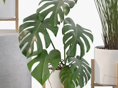 Plants collection 087 3D model