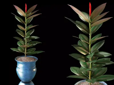 ficus plant 3D model