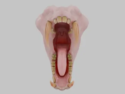 Monkey Mandrill Teeth Low-poly 3D model