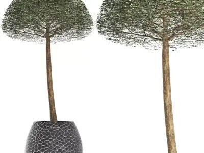 Plants Collection 151 Ligustrum Lucidum 3D model