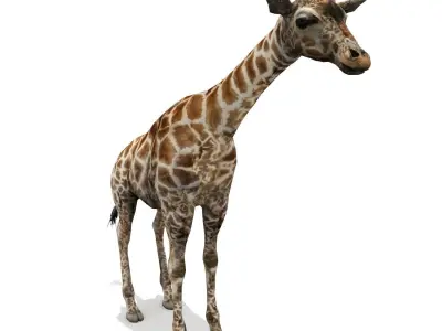 Giraffe Low-poly 3D model