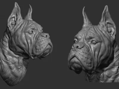 Deutscher Boxer head 3D print model