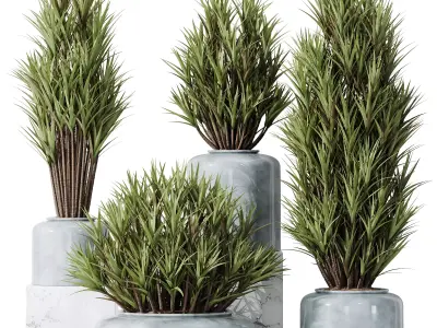 HQ Plants Yucca Elephantipes Gigantea Vase Set05 3D model