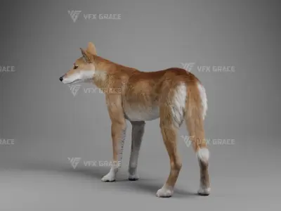 Australian Dingo Animation - VFX Grace 3D model