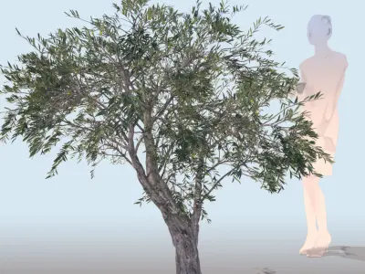 Olea europaea olive tree decorative B 3D model