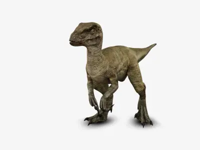 Velociraptor 3D model