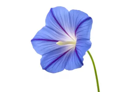 Blue Morning Glory model pack Low-poly 3D model