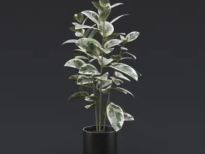 Rubber Plant I 3D model