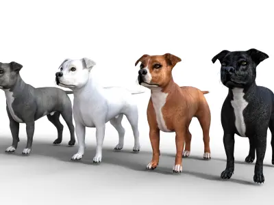  American Pitbull Dog Rigged Animated Low-poly 3D model
