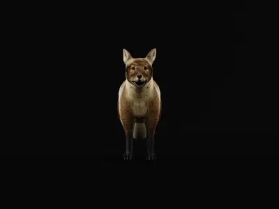 Arctic Polar Fox Summer Low-poly 3D model