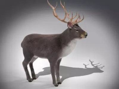 Fur Gray stag Deer NO RIG Low-poly 3D model