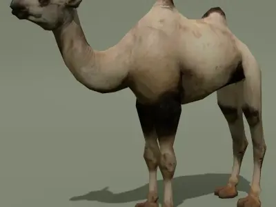 LowPoly Camel 3D model