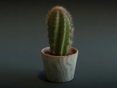 Cactus and Succulent Low-poly 3D model