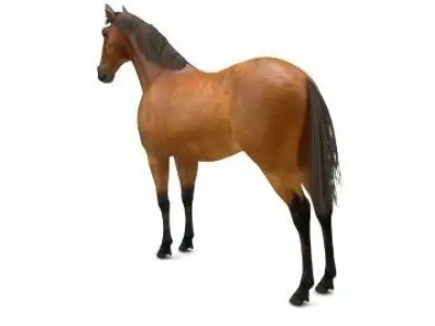 horse 3D model
