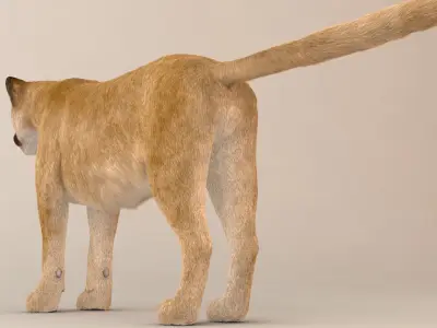 Puma Fur Model 3D model