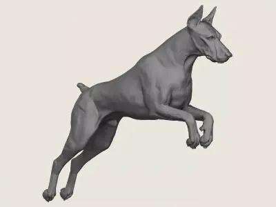 Doberman Dog Jumping 3D print model