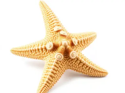Textured Starfish model pack Low-poly 3D model