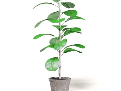 Fig Plant 3D Model in Brown Pot 3D model